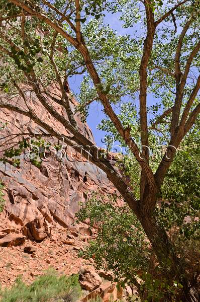 508316 - Frémont-Pappel (Populus fremontii), Hunters Canyon, Utah, USA