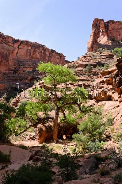 508319 - Frémont-Pappel (Populus fremontii), Hunters Canyon, Utah, USA