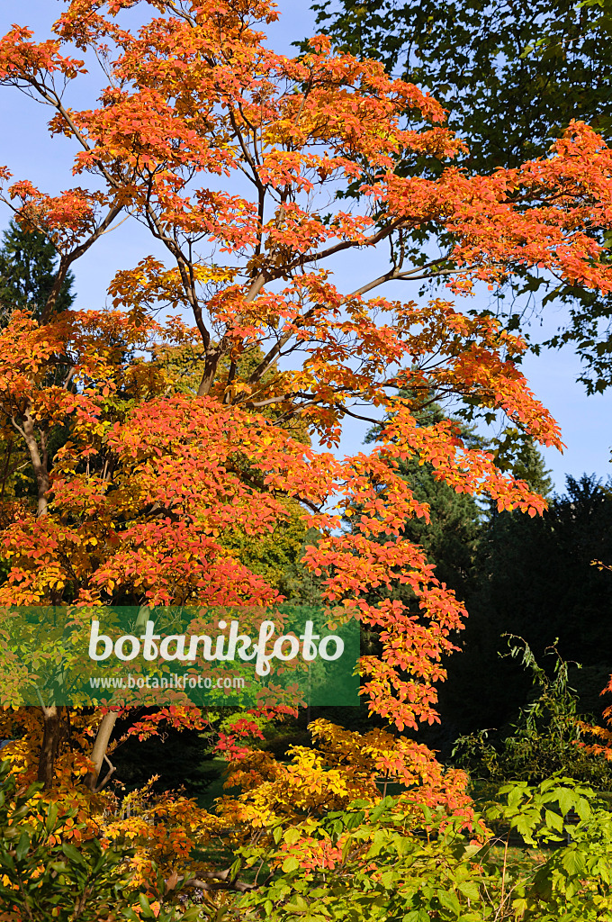 489083 - Frühblühende Prachtglocke (Enkianthus perulatus)