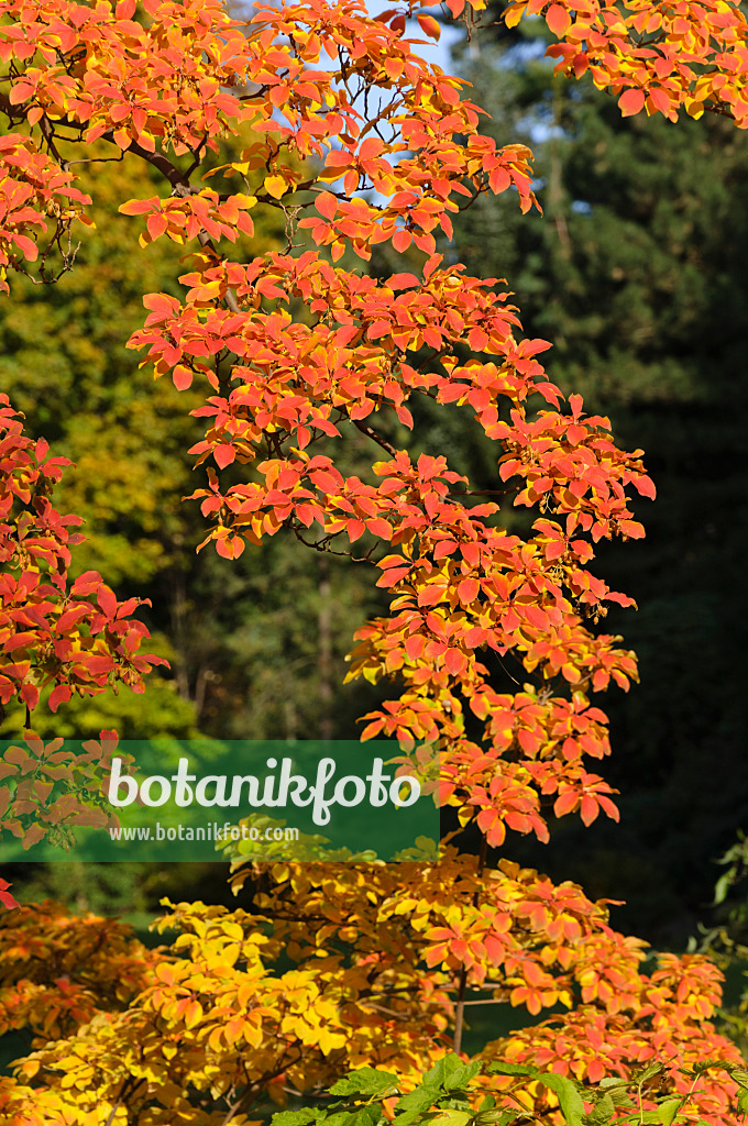 489084 - Frühblühende Prachtglocke (Enkianthus perulatus)