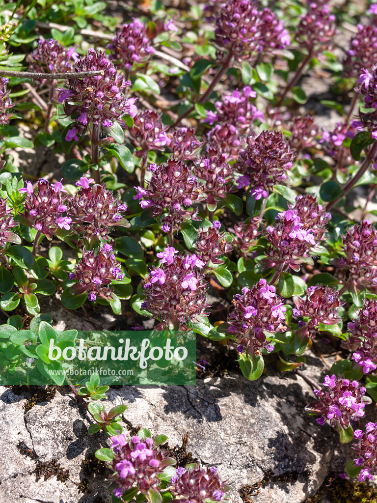 439210 - Frühblühender Thymian (Thymus praecox)