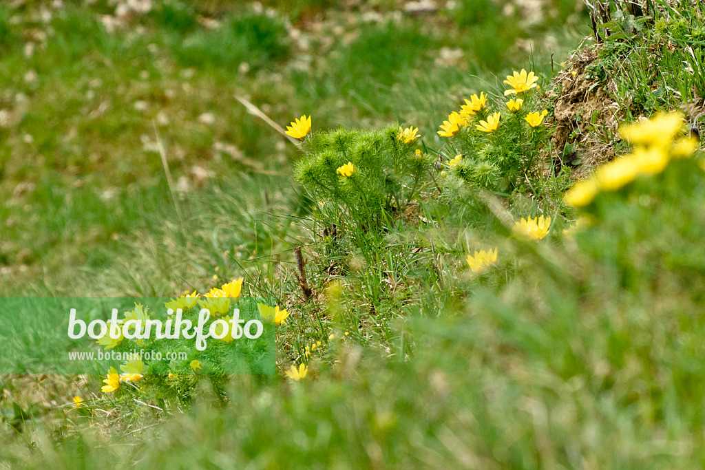 555016 - Frühlingsadonisröschen (Adonis vernalis)