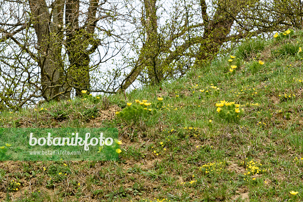 555018 - Frühlingsadonisröschen (Adonis vernalis)