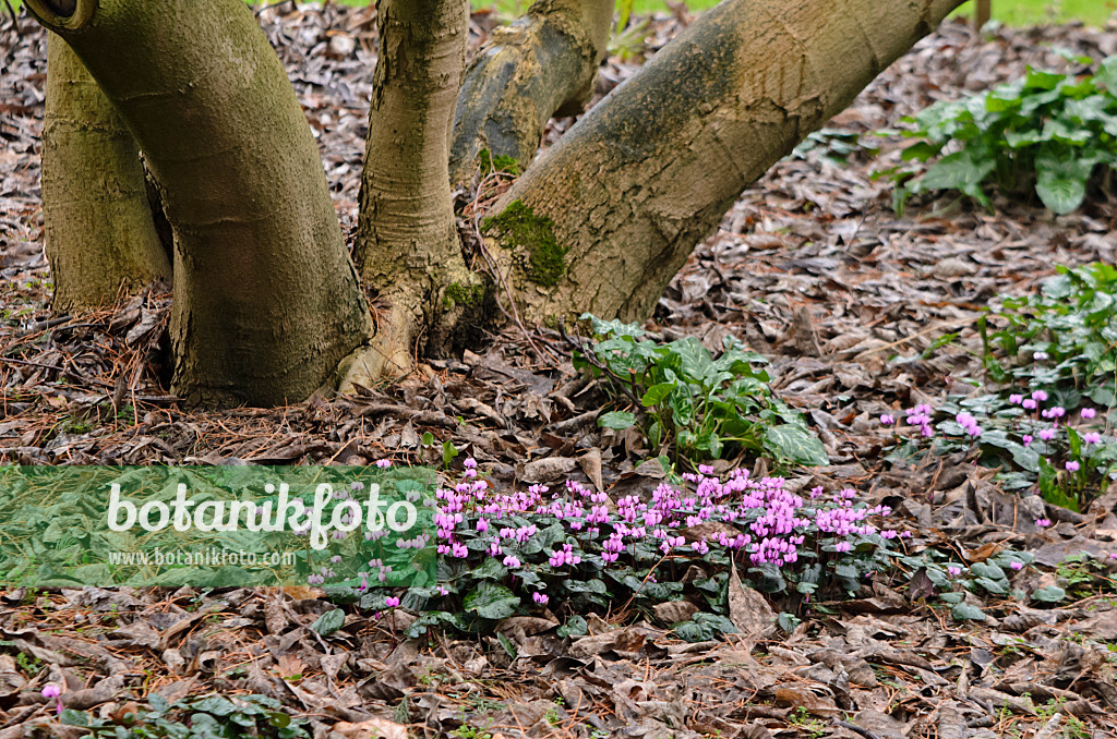 553029 - Frühlingsalpenveilchen (Cyclamen coum)