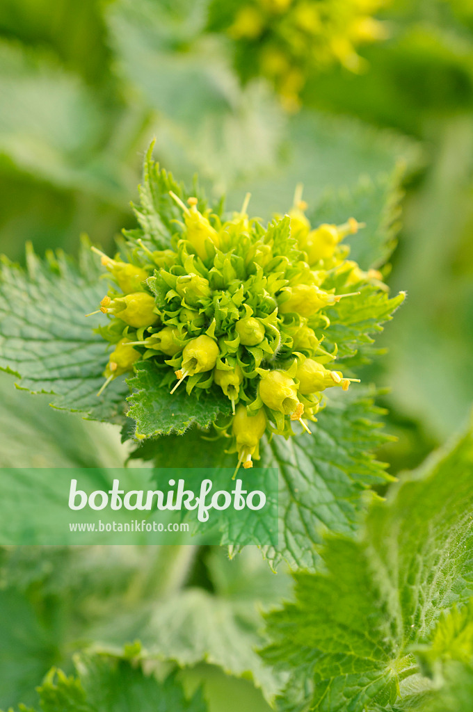 471063 - Frühlingsbraunwurz (Scrophularia vernalis)