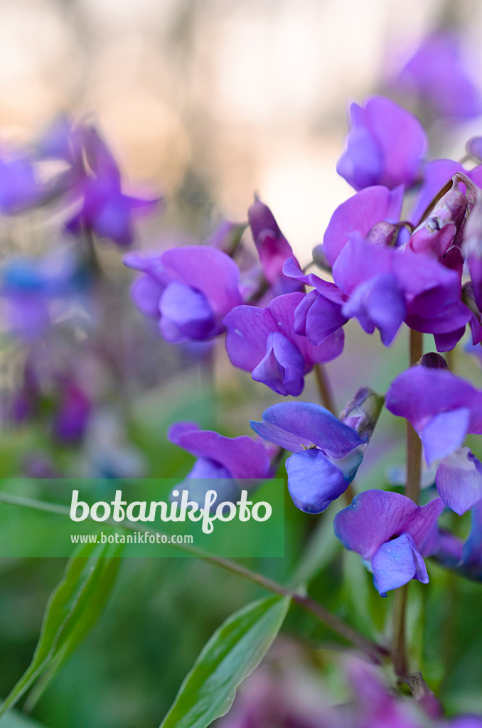 507043 - Frühlingsplatterbe (Lathyrus vernus)