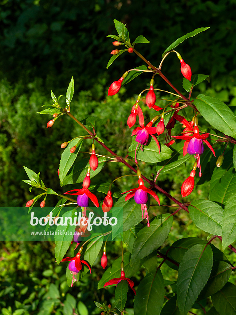 462056 - Fuchsie (Fuchsia Ännchen)