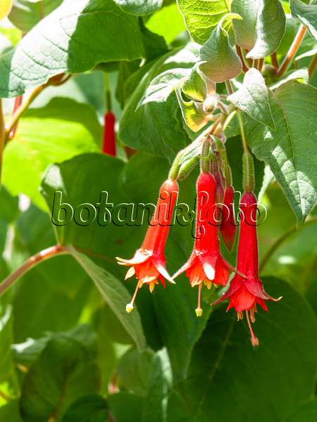 437327 - Fuchsie (Fuchsia fulgens 'Rubra Grandiflora')
