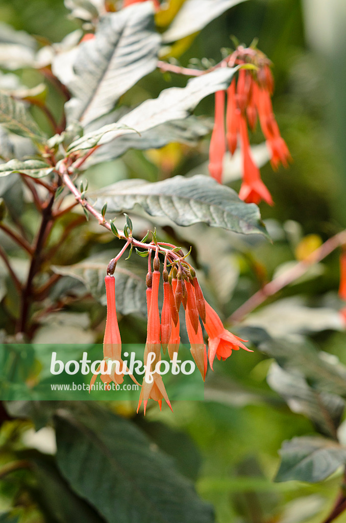 534392 - Fuchsie (Fuchsia Obergärtner Koch)