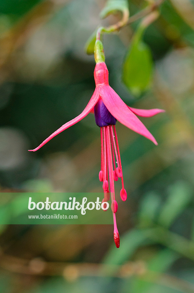 480008 - Fuchsie (Fuchsia regia)