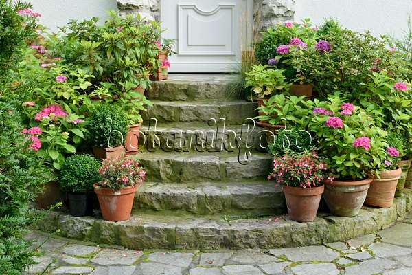 572103 - Fuchsien (Fuchsia) und Hortensien (Hydrangea) in Kübeln auf einer Treppe