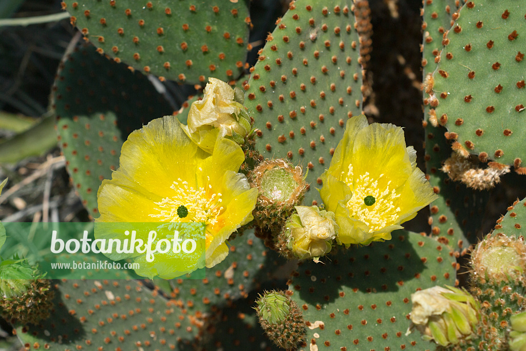 608087 - Fuchsroter Hasenohrkaktus (Opuntia rufida)