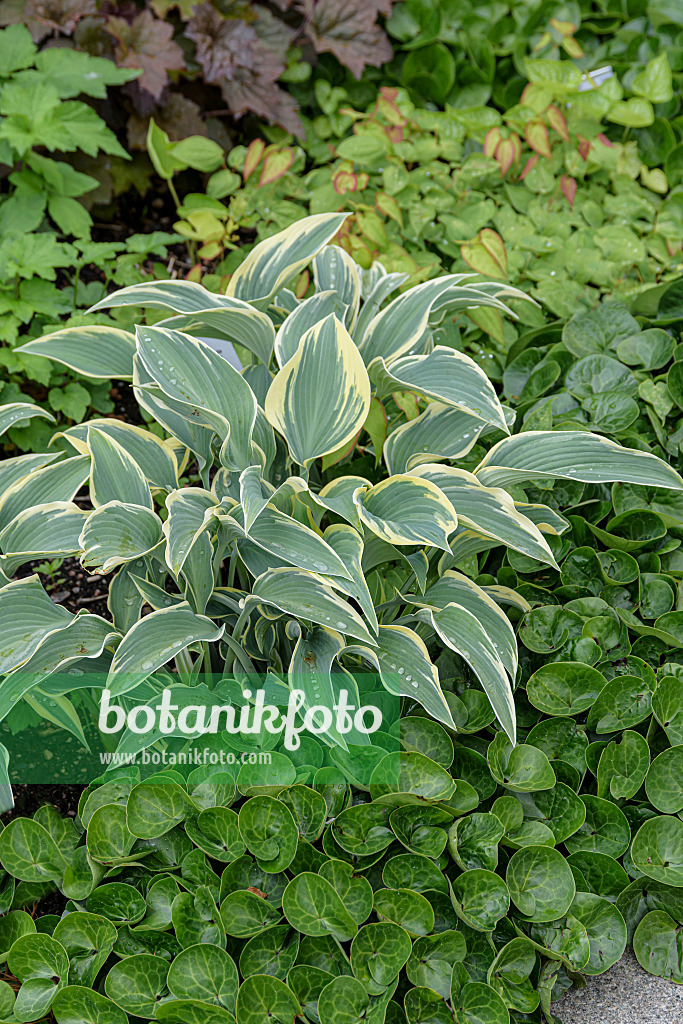 607098 - Funkie (Hosta First Frost)