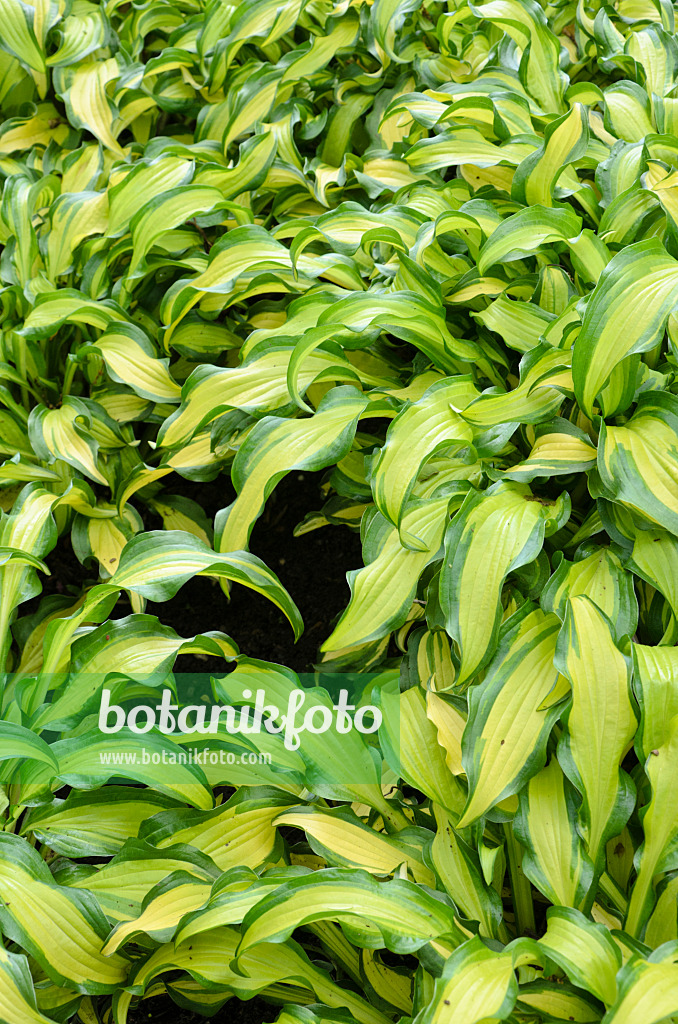 508184 - Funkie (Hosta First Mate)