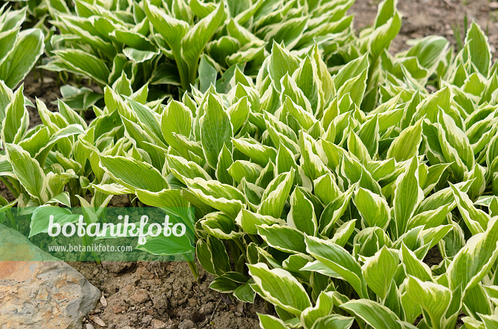 531126 - Funkie (Hosta fortunei 'Hyacinthina')