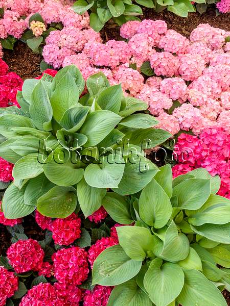 426026 - Funkie (Hosta) und Gartenhortensie (Hydrangea macrophylla)