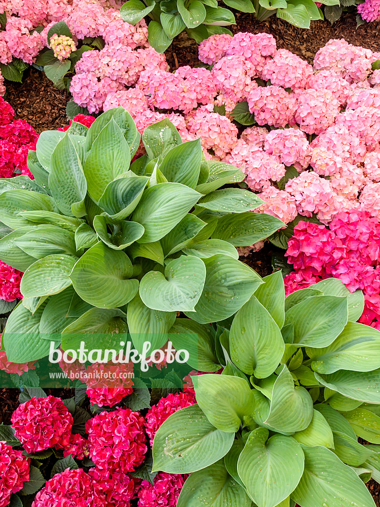 426026 - Funkie (Hosta) und Gartenhortensie (Hydrangea macrophylla)