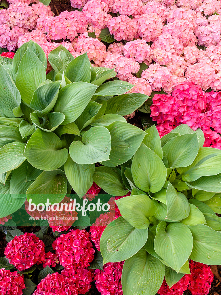 426027 - Funkie (Hosta) und Gartenhortensie (Hydrangea macrophylla)