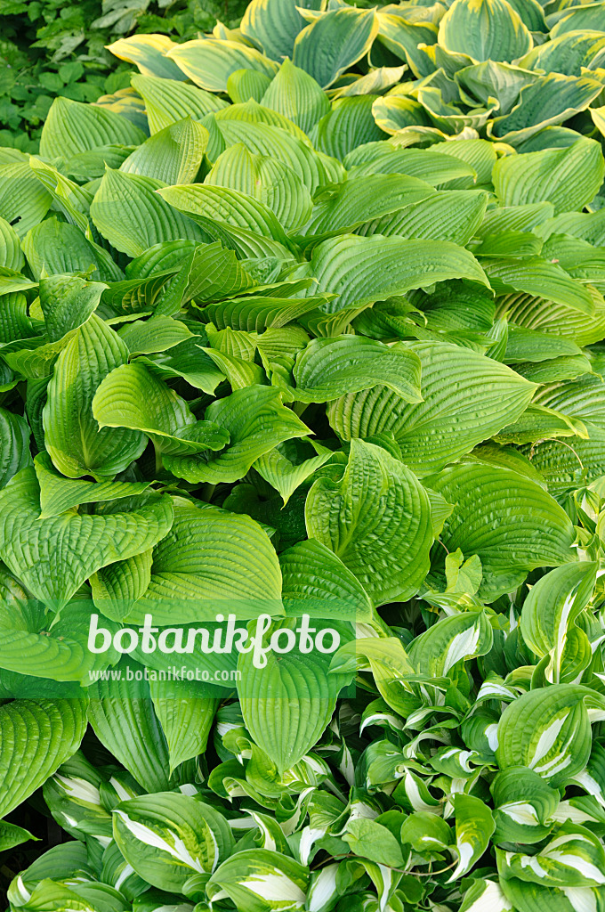 484262 - Funkie (Hosta montana 'Macrophylla')