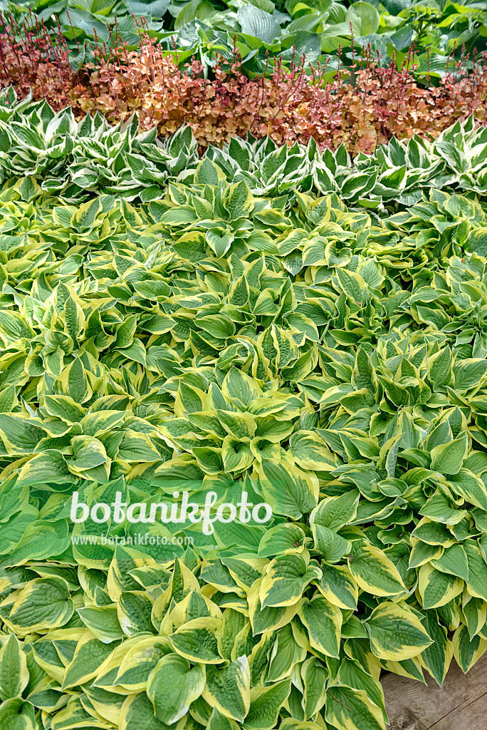 558118 - Funkie (Hosta Wide Brim und Hosta Patriot) und Purpurglöckchen (Heuchera villosa 'Marmelade')