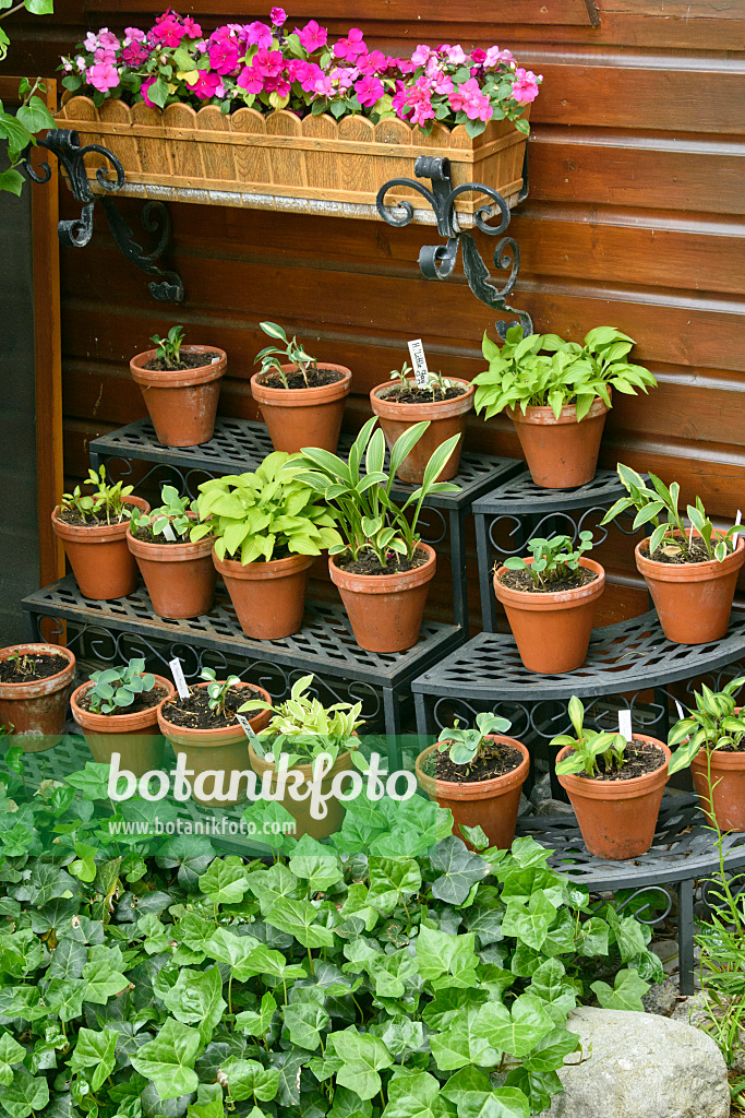 556076 - Funkien (Hosta) in Blumentöpfen auf einer Etagere