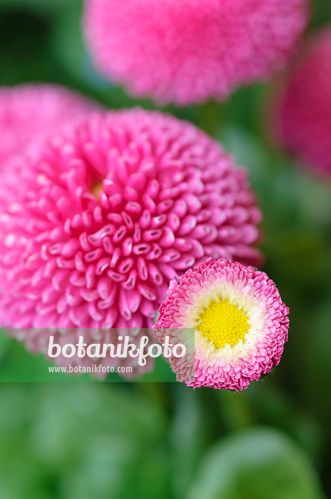 471128 - Gänseblümchen (Bellis perennis)