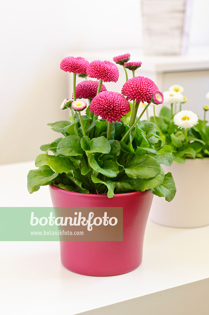 471149 - Gänseblümchen (Bellis perennis)