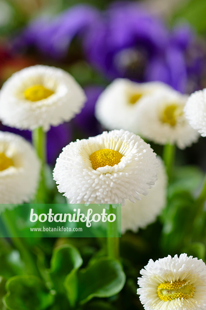 483073 - Gänseblümchen (Bellis perennis)