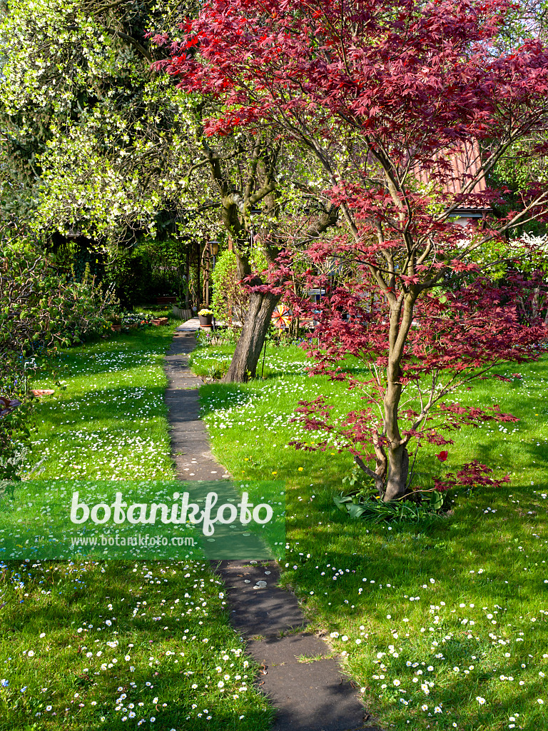 459074 - Gänseblümchen (Bellis perennis) und Ahorn (Acer)