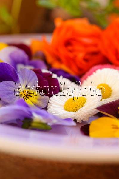 484228 - Gänseblümchen (Bellis perennis) und Hornveilchen (Viola cornuta), abgeschnittene Blüten auf einem Teller