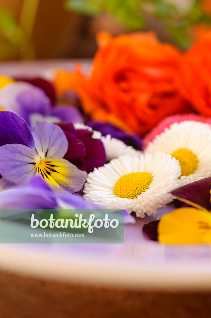 484228 - Gänseblümchen (Bellis perennis) und Hornveilchen (Viola cornuta), abgeschnittene Blüten auf einem Teller