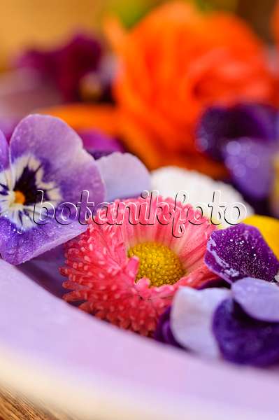 484232 - Gänseblümchen (Bellis perennis) und Hornveilchen (Viola cornuta), abgeschnittene Blüten auf einem Teller