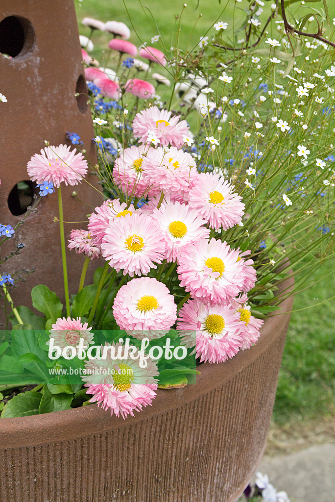 544161 - Gänseblümchen (Bellis perennis) in einem Blumenkübel