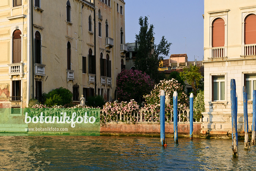 568087 - Garten des Palazzo Malipiero Venice, Venedig, Italien