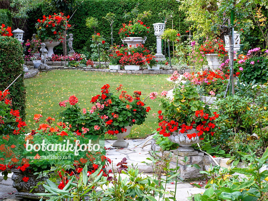 477136 - Garten mit Pelargonien (Pelargonium)