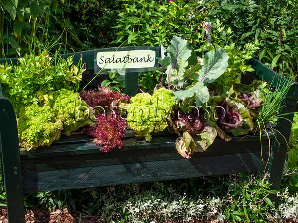 462114 - Gartenbank mit unterschiedlichen Salatsorten