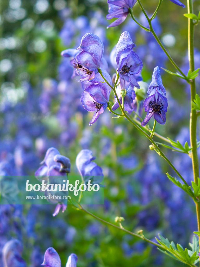 416062 - Garteneisenhut (Aconitum x cammarum)