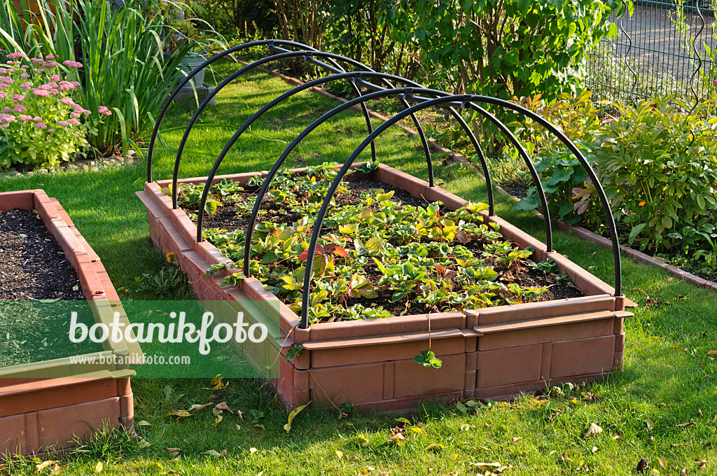 476102 - Gartenerdbeere (Fragaria x ananassa) in einem niedrigen Hochbeet