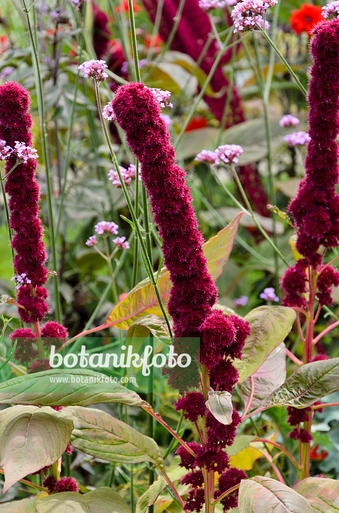 571024 - Gartenfuchsschwanz (Amaranthus caudatus 'Tower Red')