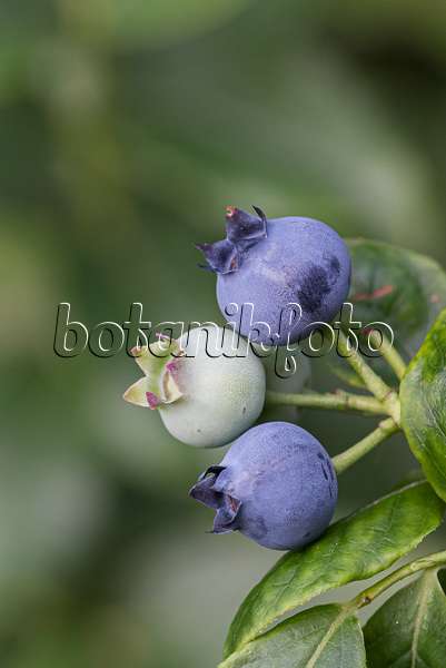 616137 - Gartenheidelbeere (Vaccinium corymbosum 'Jelly Bean')