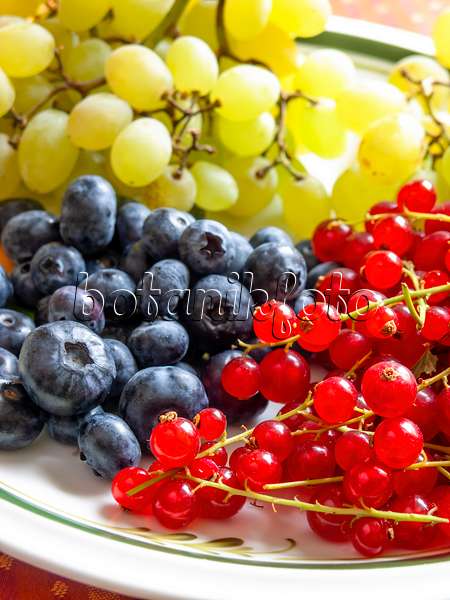 440260 - Gartenheidelbeere (Vaccinium corymbosum), Rote Johannisbeere (Ribes rubrum) und Weinrebe (Vitis vinifera)