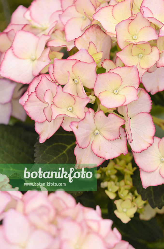 570065 - Gartenhortensie (Hydrangea macrophylla 'Adula')