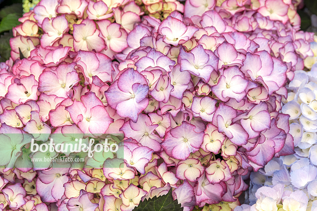 625233 - Gartenhortensie (Hydrangea macrophylla 'Adula')