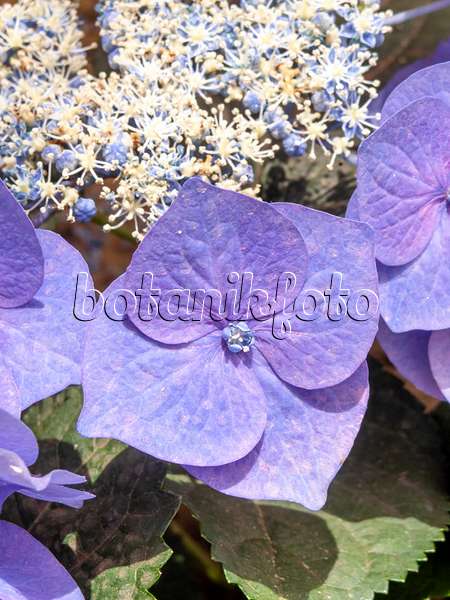 426039 - Gartenhortensie (Hydrangea macrophylla 'Blaumeise')