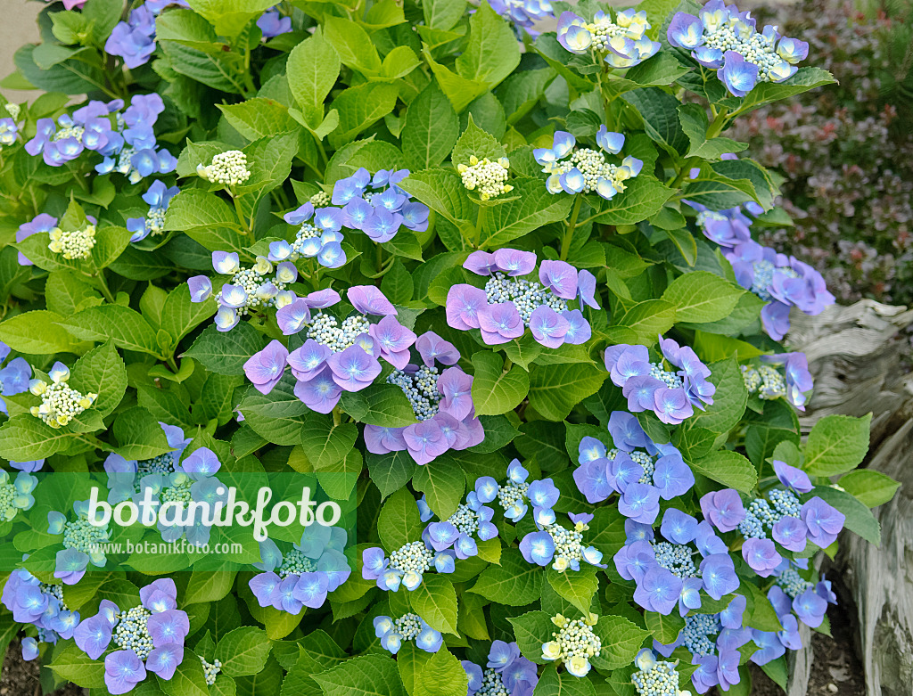 490077 - Gartenhortensie (Hydrangea macrophylla 'Blaumeise')