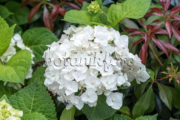 638127 - Gartenhortensie (Hydrangea macrophylla 'Endless Summer The Bride')