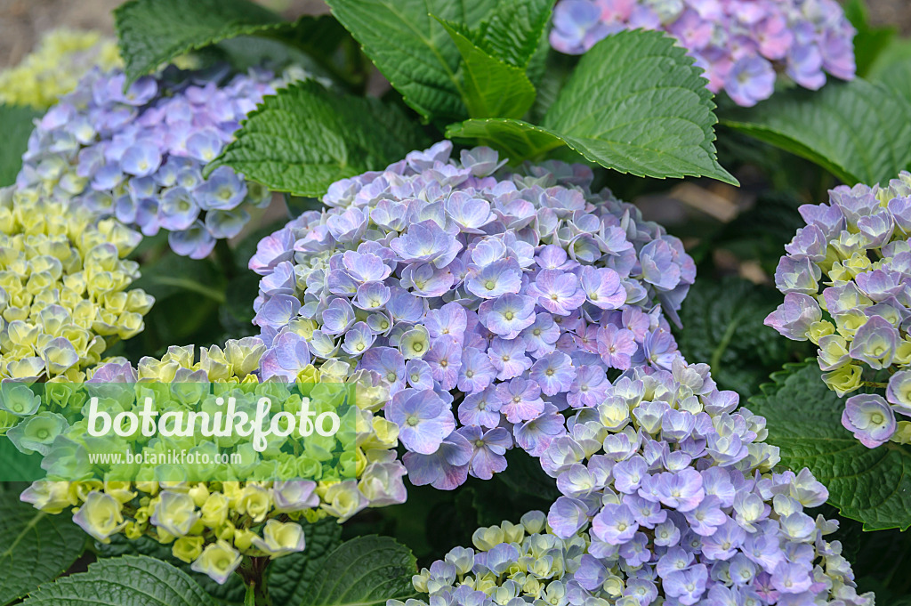 535279 - Gartenhortensie (Hydrangea macrophylla 'Forever and Ever Blue')