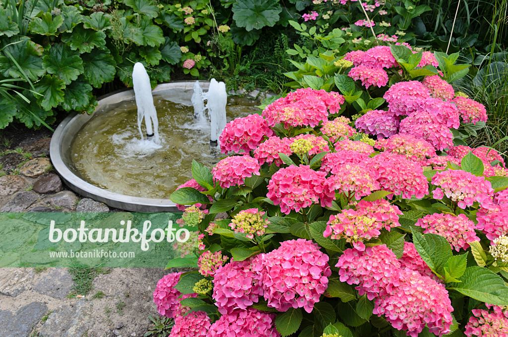 534192 - Gartenhortensie (Hydrangea macrophylla) in einem Staudengarten mit Brunnen