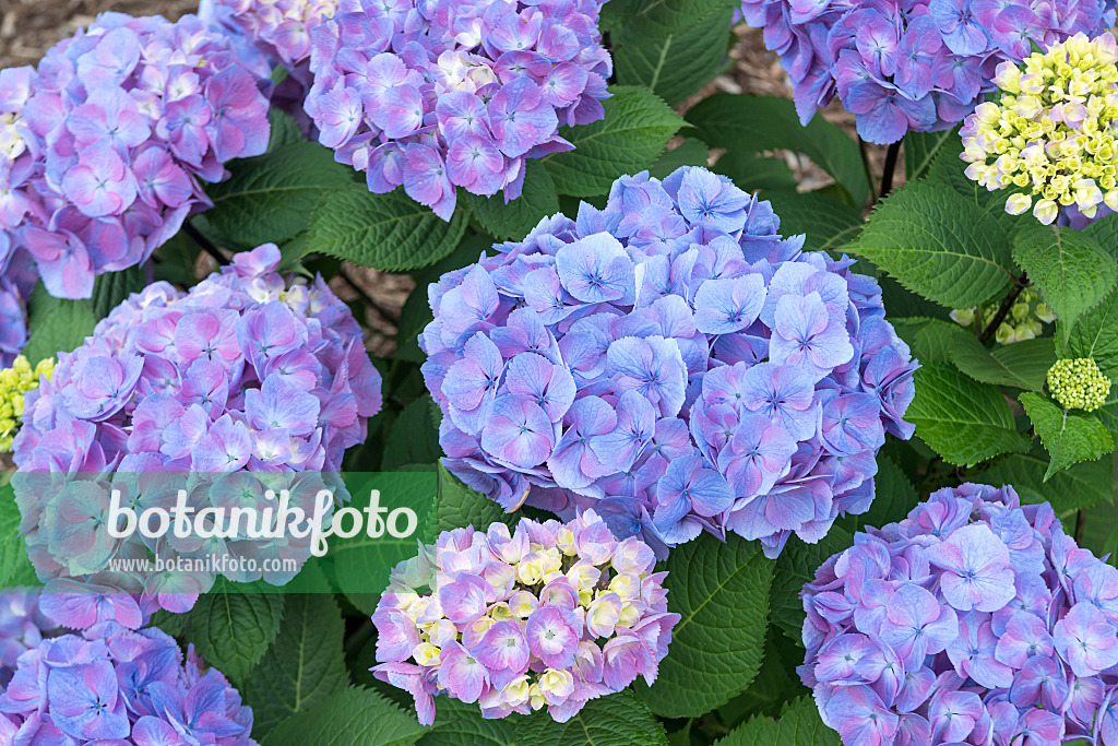 607108 - Gartenhortensie (Hydrangea macrophylla 'Let's Dance Big Easy')