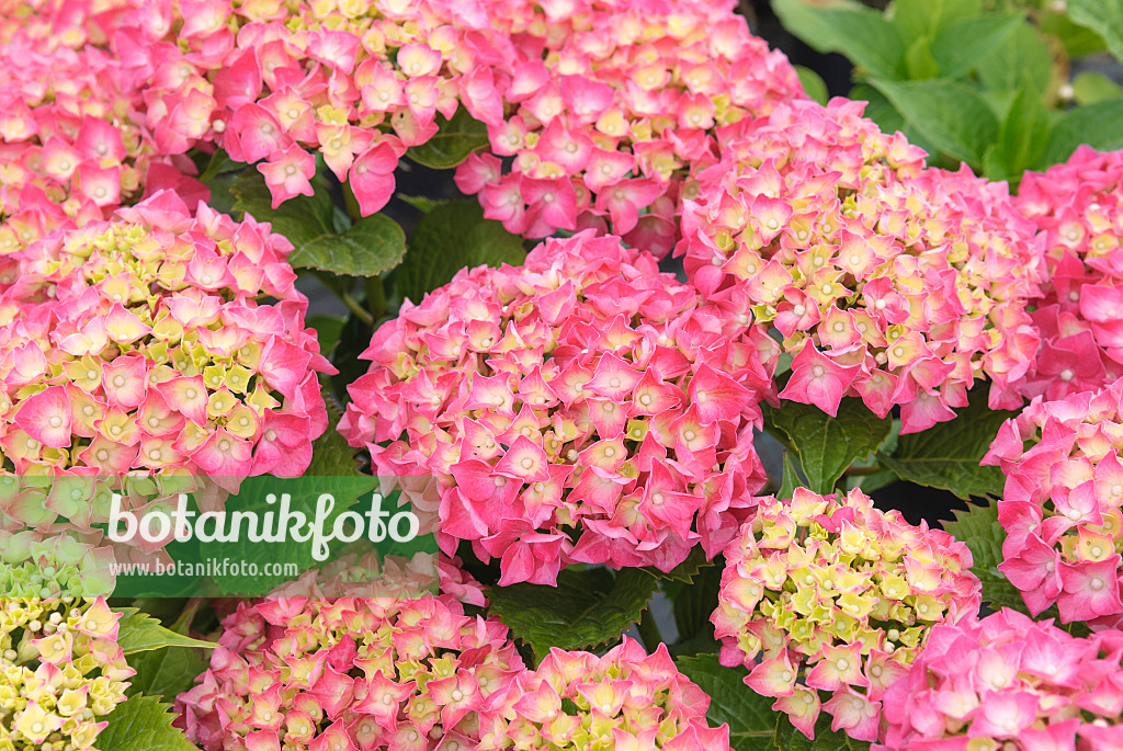 526106 - Gartenhortensie (Hydrangea macrophylla 'Leuchtfeuer')